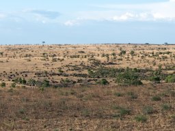 Bologonja_Seronera2009-37